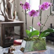 Caring For Orchids at Home