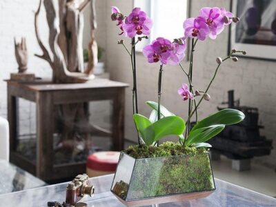 Caring For Orchids at Home