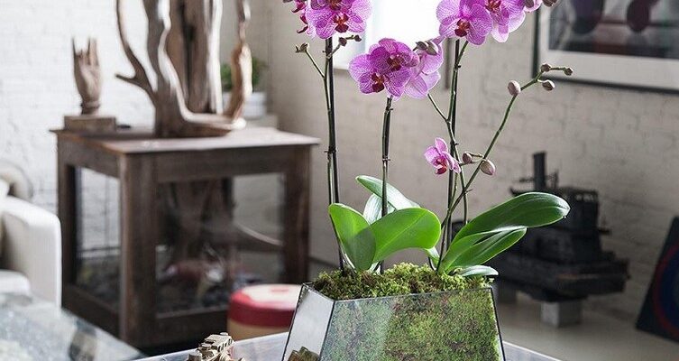 Caring For Orchids at Home