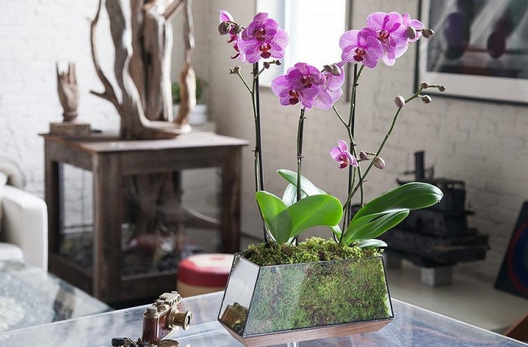 Caring For Orchids at Home