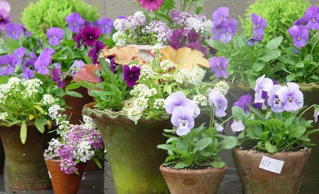 Easy Flowers Grow in Pots