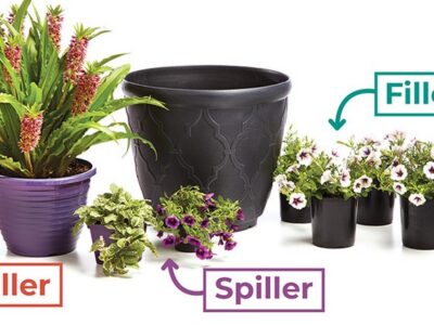 Fillers and Stuffers For Potted Flowers