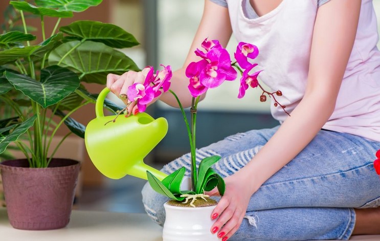 How often should I water my orchids?