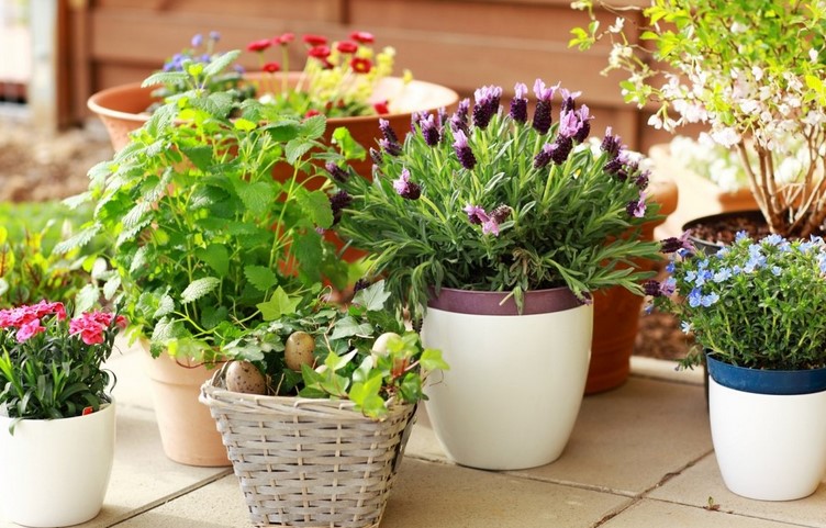 How do you fill potted plants?