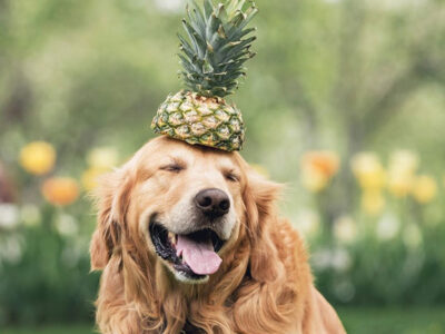 Can Dogs Eat Pineapple?