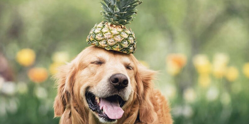 Can Dogs Eat Pineapple?