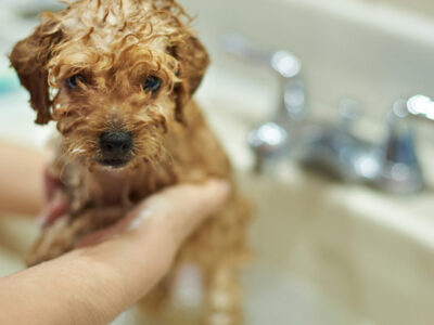 How Often to Bathe a Puppy