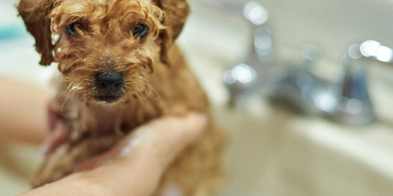 How Often to Bathe a Puppy