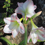 Amaryllis - A Perennial Plant That Blooms From Spring Through Fall