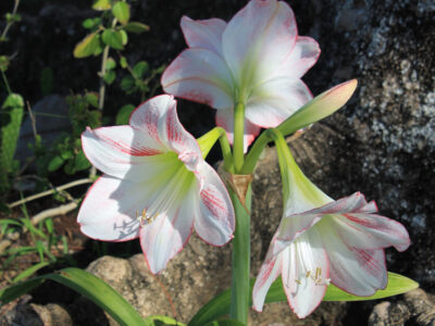 Amaryllis - A Perennial Plant That Blooms From Spring Through Fall