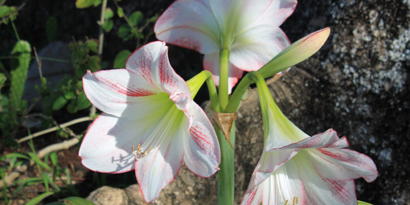 Amaryllis - A Perennial Plant That Blooms From Spring Through Fall