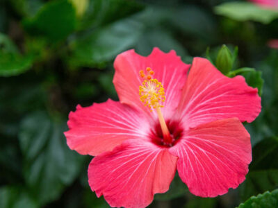 Hibiscus Care