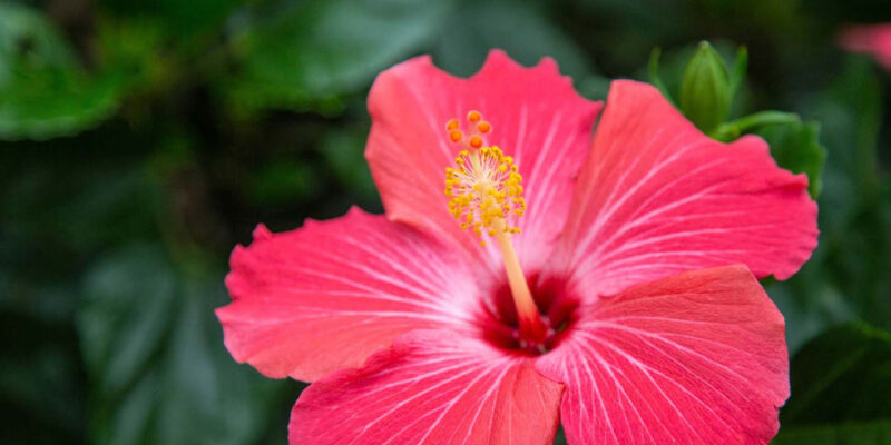 Hibiscus Care