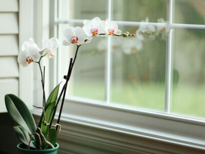 How to Get Orchid to Rebloom