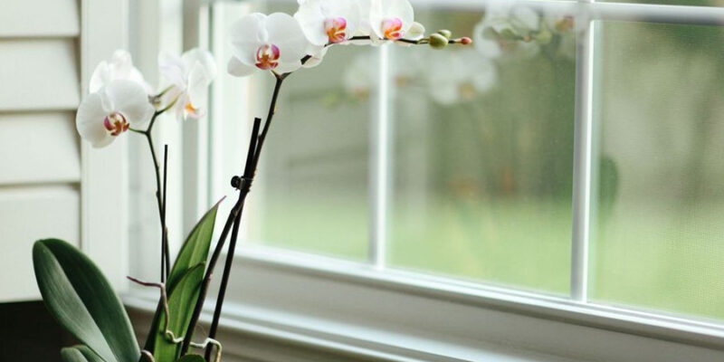 How to Get Orchid to Rebloom